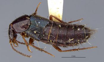 Media type: image;   Entomology 305273 Aspect: habitus dorsal view